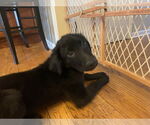 Small #2 Retriever  Mix