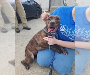 American Pit Bull Terrier-Pointer Mix Dogs for adoption in Evansville, IN, USA