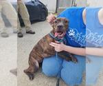 Small American Pit Bull Terrier-Pointer Mix
