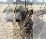Small American Staffordshire Terrier-German Shepherd Dog Mix