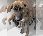 Small Labrador Retriever Mix