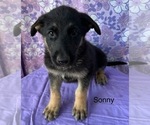 Puppy Sonny German Shepherd Dog