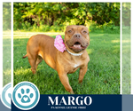Small #2 Bulldog Mix