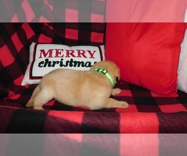 Medium Photo #3 Labrador Retriever Puppy For Sale in NEENAH, WI, USA