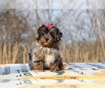 Small #5 ShihPoo