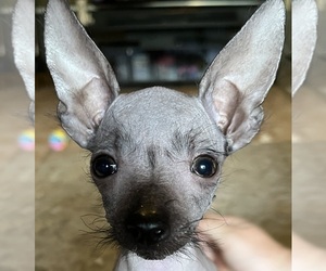 Chinese Crested Puppy for sale in COCOA, FL, USA