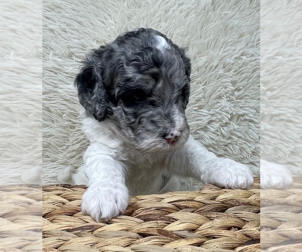 Medium Photo #11 Double Doodle Puppy For Sale in PIERSON, FL, USA