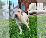 Small Labbe