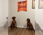 Small #6 Vizsla