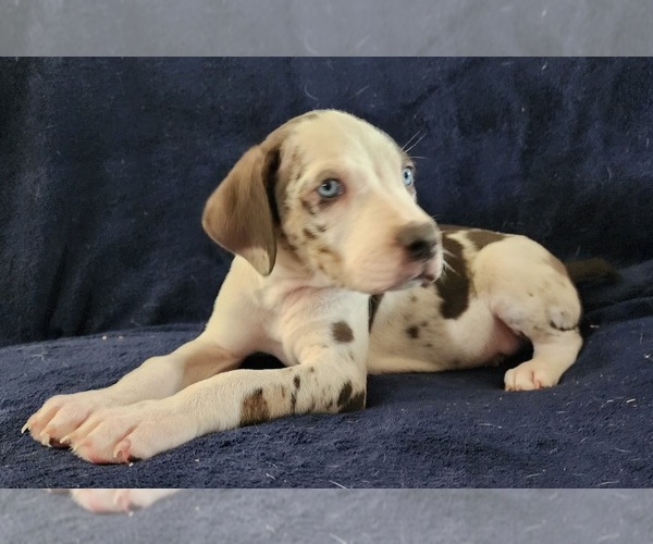 Medium Photo #10 Catahoula Leopard Dog Puppy For Sale in CUMBY, TX, USA