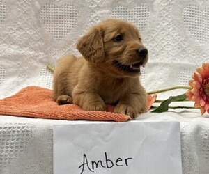 Golden Retriever Puppy for sale in OWEN, WI, USA