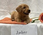 Image preview for Ad Listing. Nickname: Amber