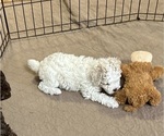 Small Photo #10 Poodle (Miniature) Puppy For Sale in GLOUCESTER, VA, USA
