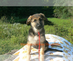 Small Photo #1 German Shepherd Dog Puppy For Sale in PIEDMONT, MO, USA