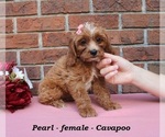 Pearl - Female Cavapoo (Miniature) Puppy for Sale - Photo #5