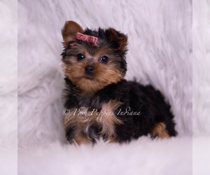 Medium Yorkshire Terrier