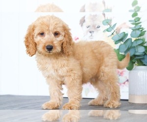 Goldendoodle Puppy for sale in BEL AIR, MD, USA