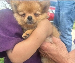 Pomeranian Puppy for sale in ARTHUR, IL, USA