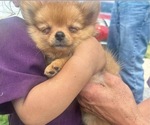 Small Pomeranian