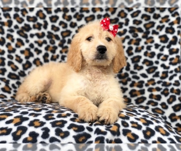 Medium Photo #26 Goldendoodle Puppy For Sale in LAKELAND, FL, USA