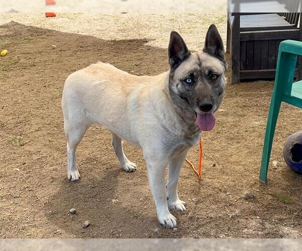 Medium Photo #1 German Shepherd Dog-Unknown Mix Puppy For Sale in Orange, CA, USA
