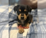 Small Photo #13 Miniature Australian Shepherd-Mutt Mix Puppy For Sale in WACO, TX, USA