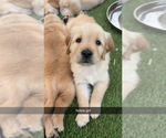 Small #2 Golden Retriever