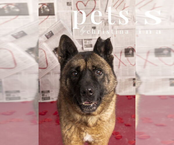 Medium Photo #5 Akita Puppy For Sale in Foristell, MO, USA