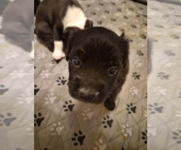 Medium Photo #1 Labrador Retriever-Unknown Mix Puppy For Sale in Holly Springs, NC, USA