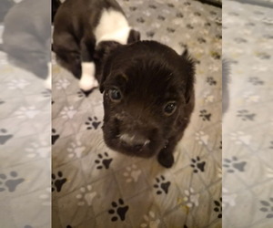 Labrador Retriever-Unknown Mix Dogs for adoption in Holly Springs, NC, USA