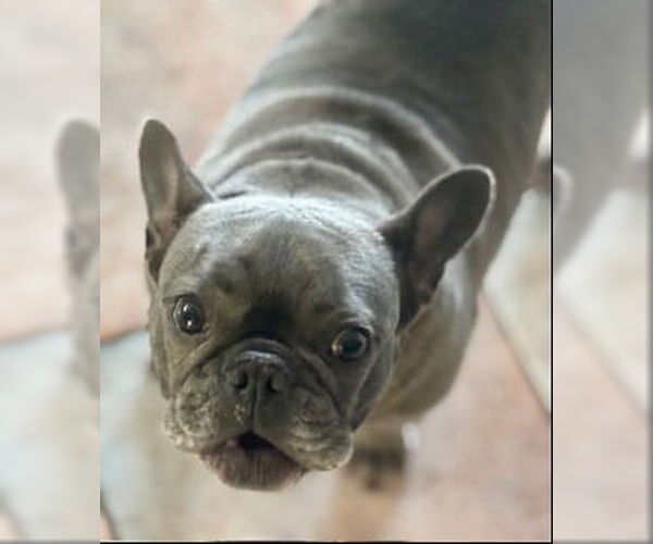 Medium Photo #2 French Bulldog Puppy For Sale in Brights Grove, Ontario, Canada