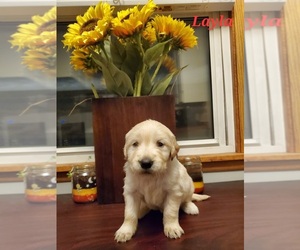 Golden Retriever Puppy for sale in MINNEAPOLIS, MN, USA