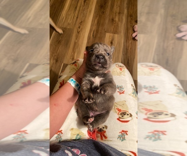 Medium Photo #8 Cane Corso Puppy For Sale in HEREFORD, AZ, USA