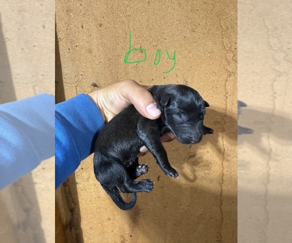 Medium Photo #4 Belgian Malinois Puppy For Sale in MENASHA, WI, USA