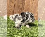 Small Photo #10 French Bulldog Puppy For Sale in WASHINGTON, DC, USA