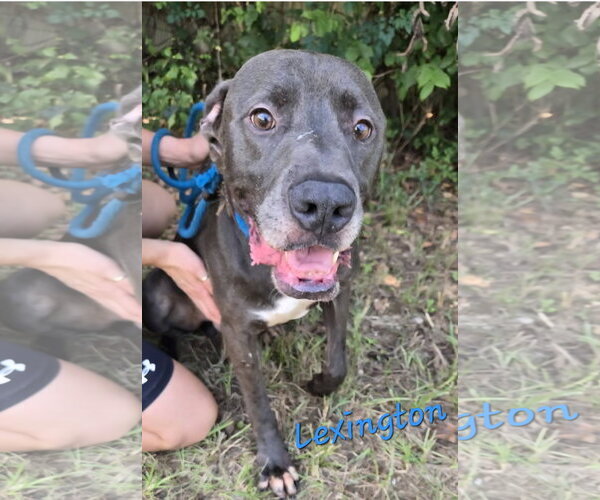 Medium Photo #2 American Pit Bull Terrier-Labrador Retriever Mix Puppy For Sale in Jackson, MS, USA