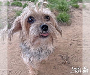 Mutt Dogs for adoption in Washington, DC, USA