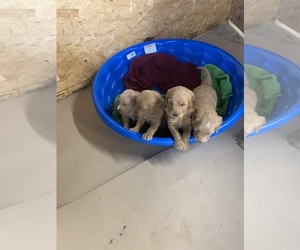 Goldendoodle Puppy for sale in SAINT CLAIR, MO, USA