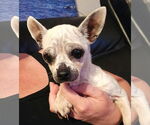 Small #3 Chihuahua