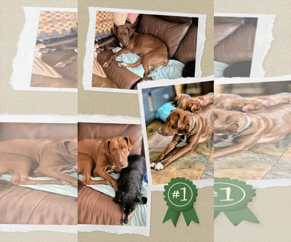 Medium Photo #3 Retriever -Unknown Mix Puppy For Sale in columbia, SC, USA