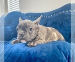 Small Photo #5 French Bulldog Puppy For Sale in WEST HOLLYWOOD, CA, USA