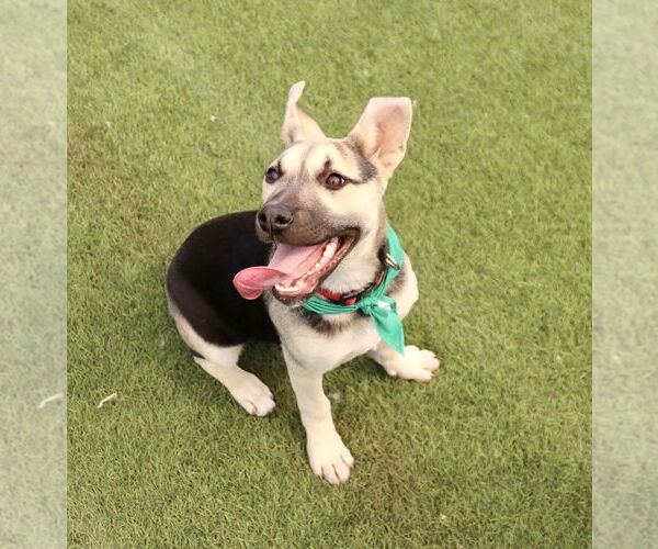 Medium Photo #20 Labrador Retriever-Unknown Mix Puppy For Sale in Dana Point, CA, USA