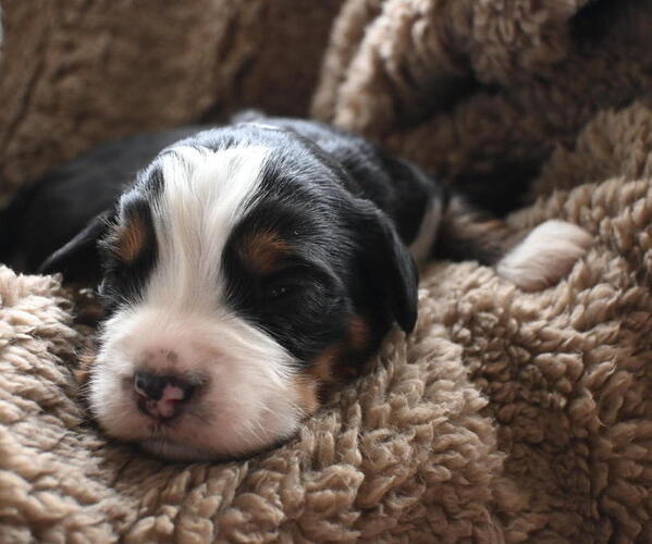 Medium Photo #2 Bernedoodle Puppy For Sale in ELMWOOD, IL, USA