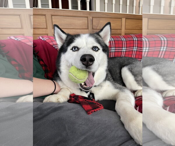 Medium Photo #6 Siberian Husky Puppy For Sale in Holly Springs, NC, USA