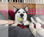 Small #5 Siberian Husky