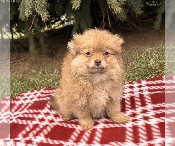 Medium Photo #5 Pomeranian Puppy For Sale in MIDDLEBURY, IN, USA