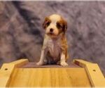 Puppy 7 Cavalier King Charles Spaniel-Miniature Australian Shepherd Mix
