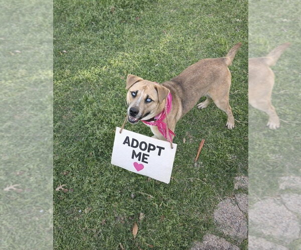 Medium Photo #2 Mutt Puppy For Sale in Euless, TX, USA