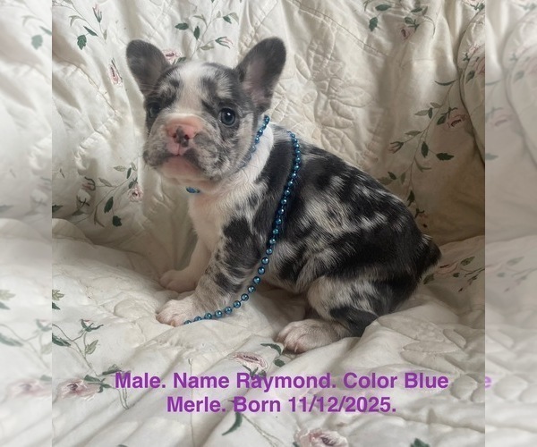 Medium Photo #10 French Bulldog Puppy For Sale in FORT PLAIN, NY, USA