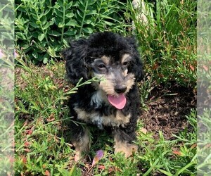 Poodle (Toy) Puppy for sale in CLARE, IL, USA